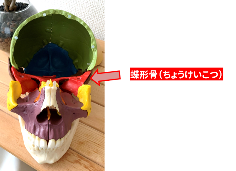 副鼻腔炎と蝶形骨